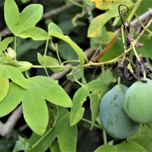 Passiflora subpeltata at Jerrara, NSW - 11 Jan 2023