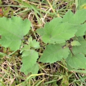 Xanthium occidentale at Jerrara, NSW - 11 Jan 2023