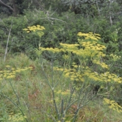 Foeniculum vulgare (Fennel) at Jerrara, NSW - 11 Jan 2023 by plants