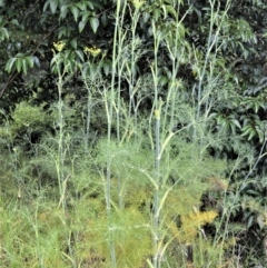 Foeniculum vulgare at Jerrara, NSW - 11 Jan 2023 07:00 PM