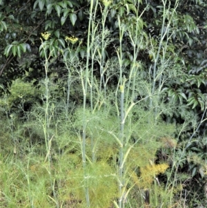 Foeniculum vulgare at Jerrara, NSW - 11 Jan 2023