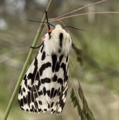 Ardices glatignyi (Black and White Tiger Moth (formerly Spilosoma)) at Namadgi National Park - 6 Jan 2023 by AJB