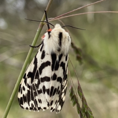 Ardices glatignyi (Black and White Tiger Moth (formerly Spilosoma)) at Namadgi National Park - 6 Jan 2023 by AJB