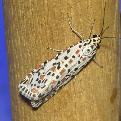Utetheisa pulchelloides (Heliotrope Moth) at Jerrabomberra, NSW - 8 Jan 2023 by Steve_Bok