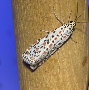 Utetheisa pulchelloides at Jerrabomberra, NSW - 8 Jan 2023