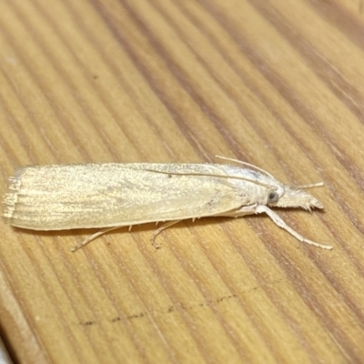 Scirpophaga imparellus (Schoenobiinae, Crambidae) at QPRC LGA - 8 Jan 2023 by SteveBorkowskis