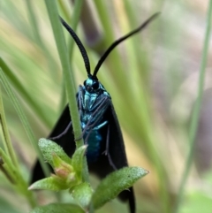 Pollanisus (genus) (A Forester Moth) at Namadgi National Park - 6 Jan 2023 by AJB