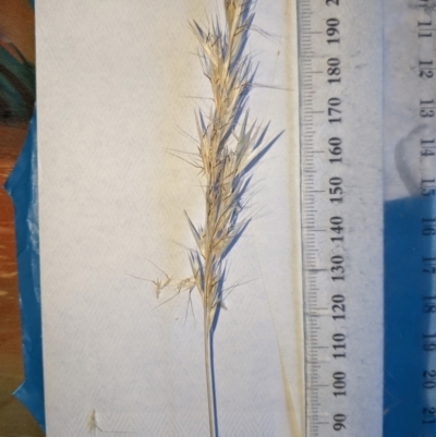 Rytidosperma caespitosum (Ringed Wallaby Grass) at Higgins Woodland - 11 Jan 2023 by MattM