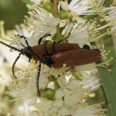 Porrostoma rhipidium (Long-nosed Lycid (Net-winged) beetle) at Hawker, ACT - 2 Jan 2023 by AlisonMilton