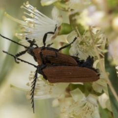 Porrostoma rhipidium at Hawker, ACT - 2 Jan 2023 10:00 AM