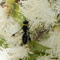 Hylaeus (Prosopisteron) primulipictus (Hylaeine colletid bee) at Scullin, ACT - 1 Jan 2023 by AlisonMilton