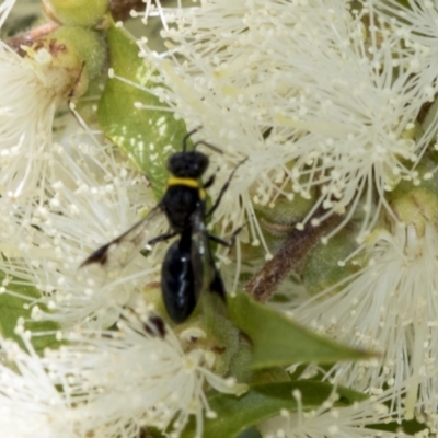 Hylaeus (Prosopisteron) primulipictus (Hylaeine colletid bee) at Scullin, ACT - 2 Jan 2023 by AlisonMilton