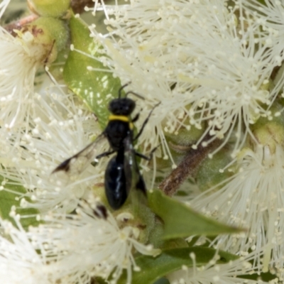 Hylaeus (Prosopisteron) primulipictus (Hylaeine colletid bee) at Scullin, ACT - 1 Jan 2023 by AlisonMilton