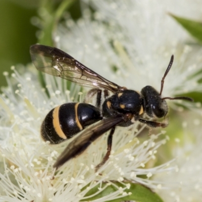 Lasioglossum (Australictus) peraustrale (Halictid bee) at Scullin, ACT - 1 Jan 2023 by AlisonMilton