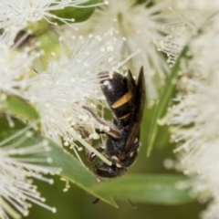 Lasioglossum (Australictus) peraustrale at Scullin, ACT - 2 Jan 2023 10:53 AM