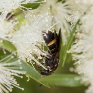 Lasioglossum (Australictus) peraustrale at Scullin, ACT - 2 Jan 2023 10:53 AM