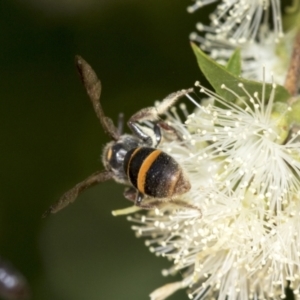 Lasioglossum (Australictus) peraustrale at Scullin, ACT - 2 Jan 2023 10:53 AM