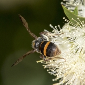 Lasioglossum (Australictus) peraustrale at Scullin, ACT - 2 Jan 2023 10:53 AM