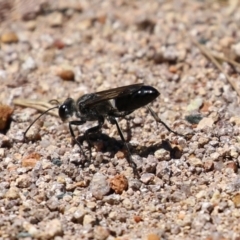 Pompilidae (family) (Unidentified Spider wasp) at Upper Stranger Pond - 8 Jan 2023 by RodDeb