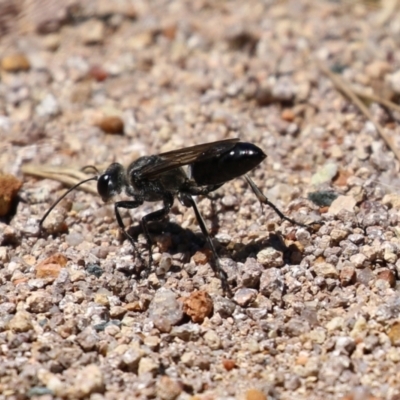 Pompilidae (family) (Unidentified Spider wasp) at Upper Stranger Pond - 8 Jan 2023 by RodDeb