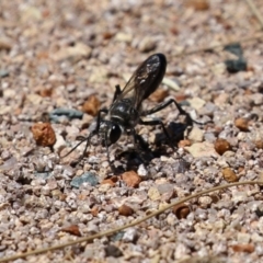 Pompilidae (family) at Isabella Plains, ACT - 8 Jan 2023