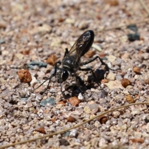 Pompilidae (family) at Isabella Plains, ACT - 8 Jan 2023 12:05 PM