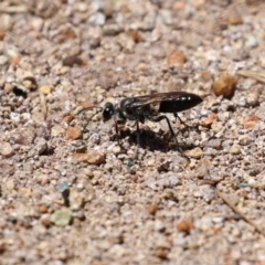 Pompilidae (family) at Isabella Plains, ACT - 8 Jan 2023