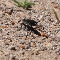 Pompilidae (family) at Isabella Plains, ACT - 8 Jan 2023 12:05 PM