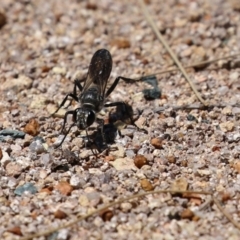 Pompilidae (family) at Isabella Plains, ACT - 8 Jan 2023