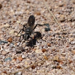 Pompilidae (family) at Isabella Plains, ACT - 8 Jan 2023 12:05 PM