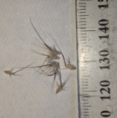 Rytidosperma fulvum at Higgins, ACT - 11 Jan 2023 07:20 PM