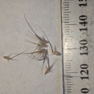 Rytidosperma fulvum at Higgins, ACT - 11 Jan 2023 07:20 PM