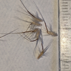 Rytidosperma fulvum at Higgins, ACT - 11 Jan 2023 07:20 PM