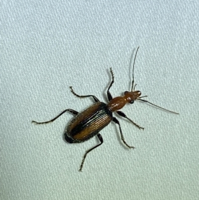 Drypta australis (A Carab beetle) at Jerrabomberra, NSW - 8 Jan 2023 by Steve_Bok