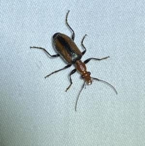 Drypta australis at Jerrabomberra, NSW - 8 Jan 2023