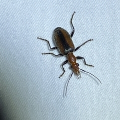 Drypta australis at Jerrabomberra, NSW - 8 Jan 2023