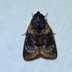 Araeopaschia sp. ANIC19 (A Pyralid moth (Epipaschinae) at Jerrabomberra, NSW - 8 Jan 2023 by SteveBorkowskis