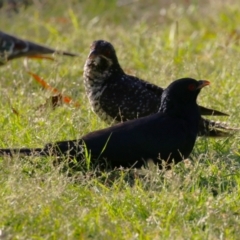 Eudynamys orientalis at Macarthur, ACT - 10 Jan 2023