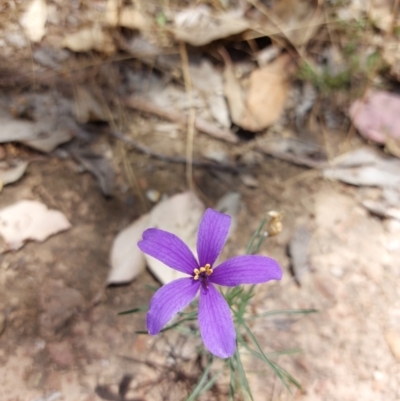 Cheiranthera linearis (Finger Flower) at Chiltern-Mt Pilot National Park - 6 Jan 2023 by RobCook