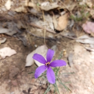 Cheiranthera linearis at Chiltern, VIC - 6 Jan 2023