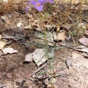 Cheiranthera linearis at Chiltern, VIC - 6 Jan 2023 12:42 PM