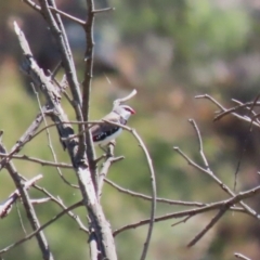 Stagonopleura guttata (Diamond Firetail) at Stromlo, ACT - 10 Jan 2023 by RodDeb