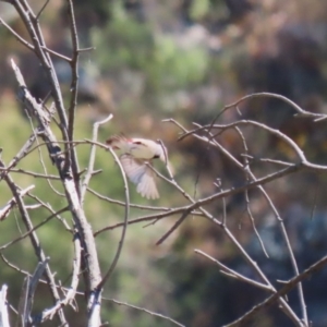 Stagonopleura guttata at Stromlo, ACT - 10 Jan 2023