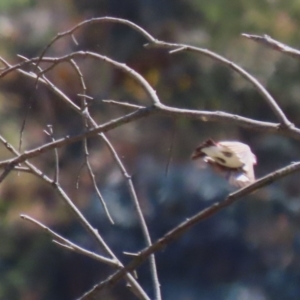 Stagonopleura guttata at Stromlo, ACT - suppressed