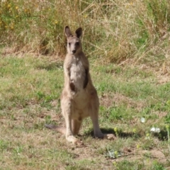 Macropus giganteus (Eastern Grey Kangaroo) at Stromlo, ACT - 10 Jan 2023 by RodDeb