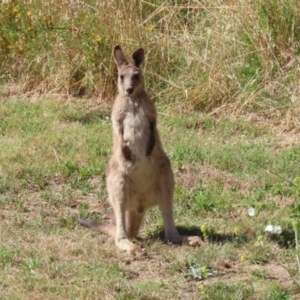 Macropus giganteus at Stromlo, ACT - 10 Jan 2023 10:16 AM