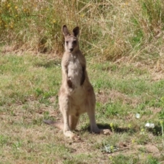 Macropus giganteus (Eastern Grey Kangaroo) at Stromlo, ACT - 9 Jan 2023 by RodDeb