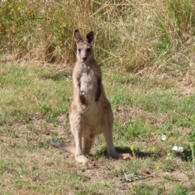 Macropus giganteus (Eastern Grey Kangaroo) at Cotter Reserve - 9 Jan 2023 by RodDeb