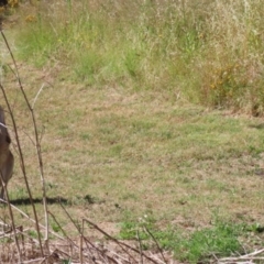 Macropus giganteus at Stromlo, ACT - 10 Jan 2023