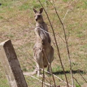 Macropus giganteus at Stromlo, ACT - 10 Jan 2023 10:16 AM